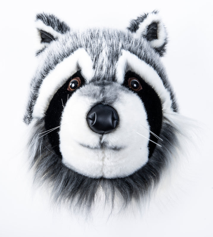 Raccoon head